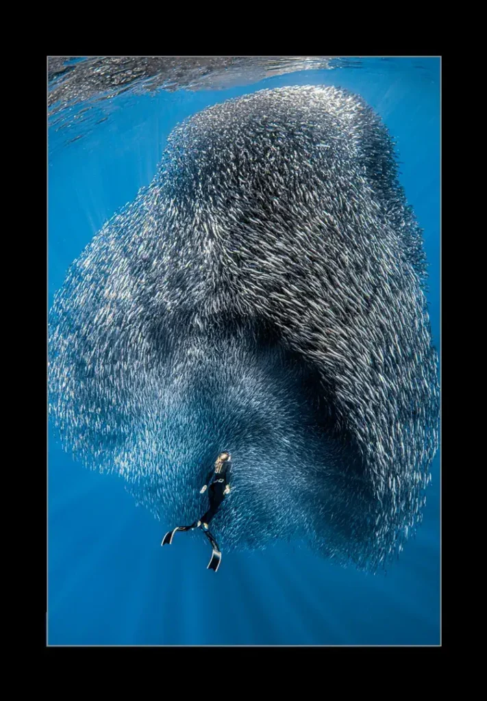 Ball of Lige - Gador Munta Mexican Sardine Run