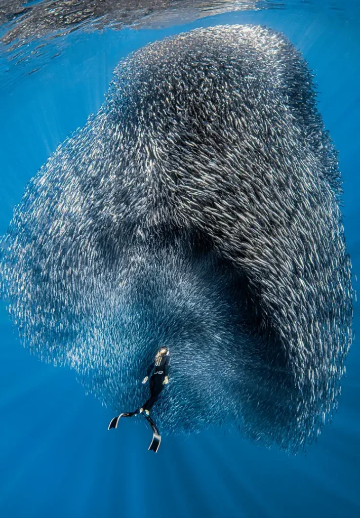 Ball of Lige - Gador Munta Mexican Sardine Run Ampliada