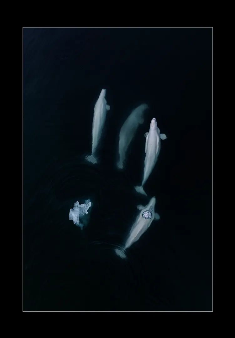 Belugas-And-Ice.webp Belugas and ice - Imagen 1