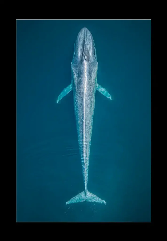 Biggest Ever - Ballena Azul