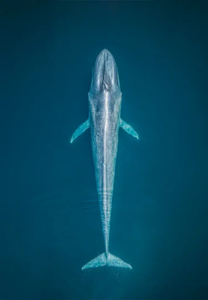 Biggest Ever - Ballena Azul Tamaño Completo