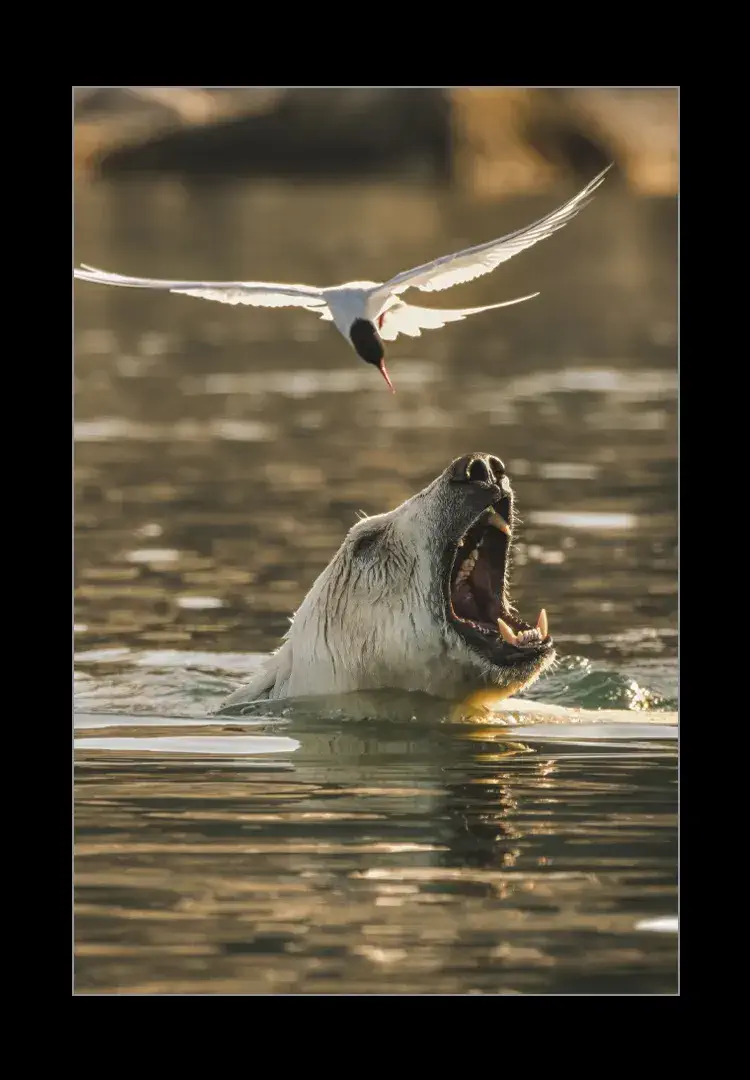 Bird and bear fight