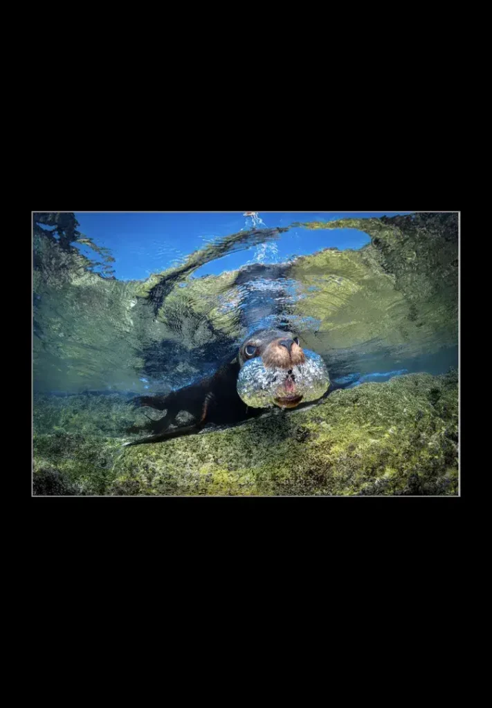 Bubbles Sea Lion Baja California Sur