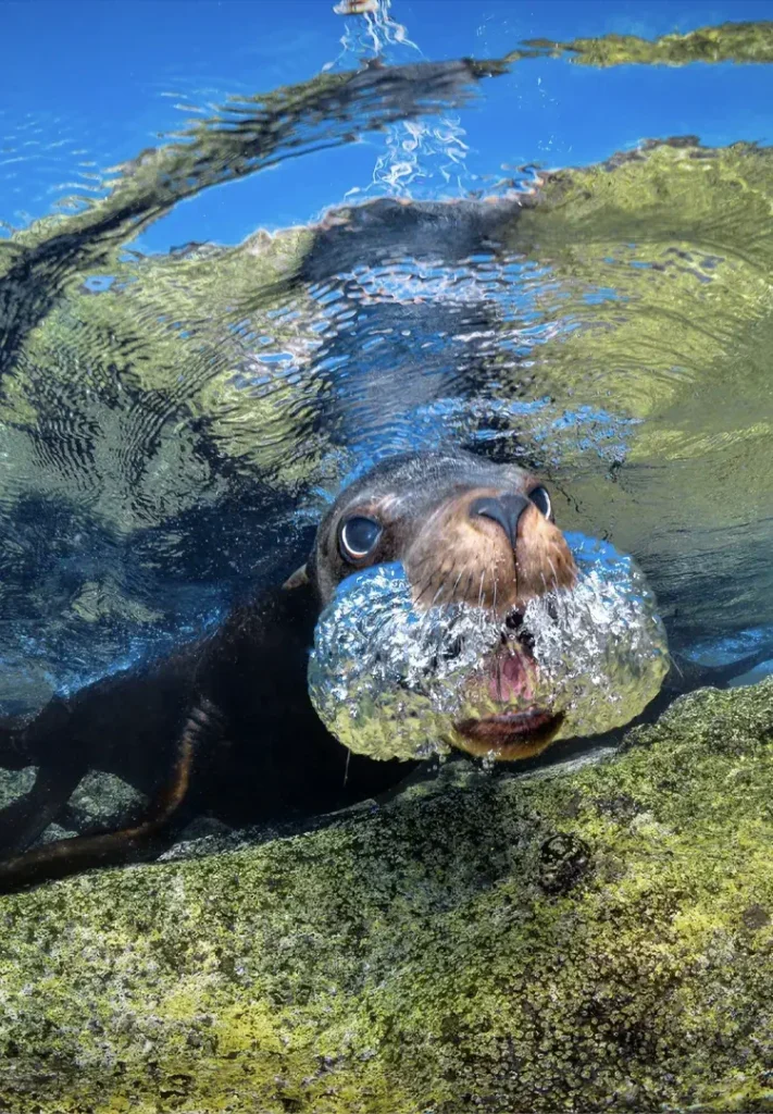 Bubbles Sea Lion Baja California Sur Ampliada