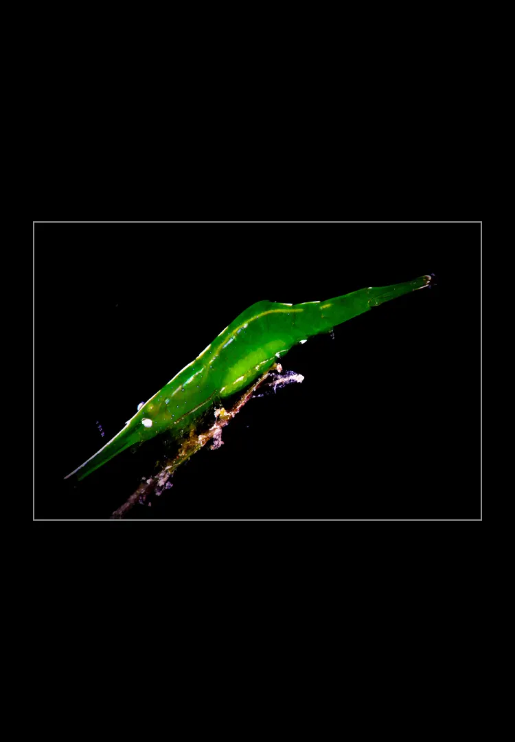 Green-Shrimp.webp Green Shrimp - Imagen 1