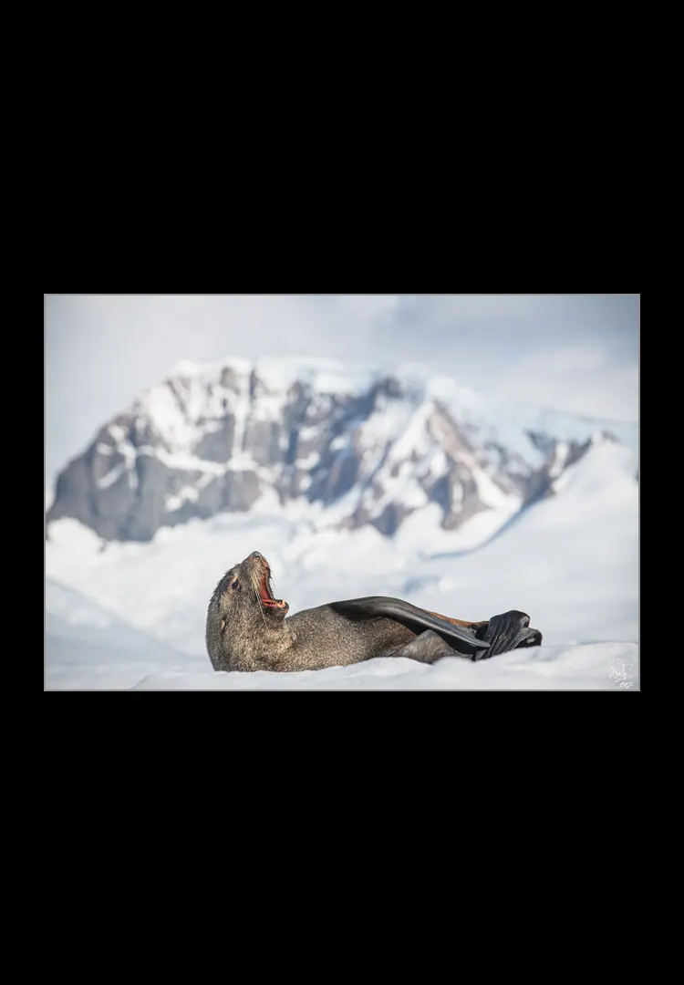 Jawing-Of-A-Fur-Seal.webp Jawing of a Fur Seal - Imagen 1