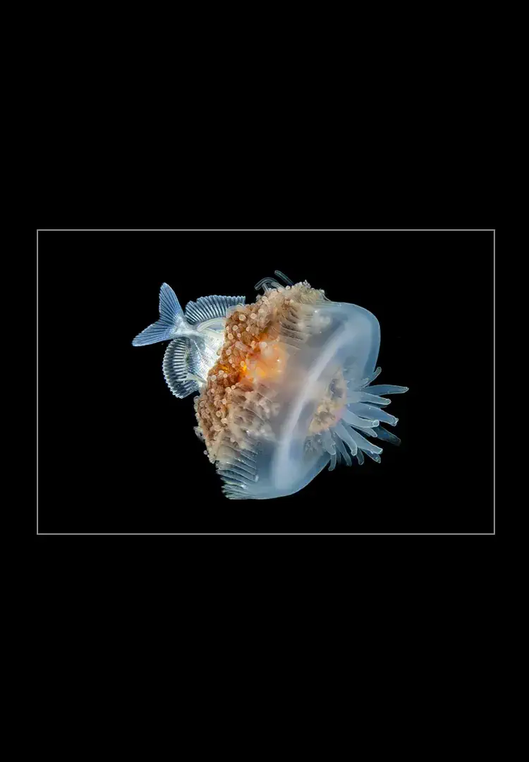 Jellyfish-At-Night.webp Jellyfish at night - Imagen 1