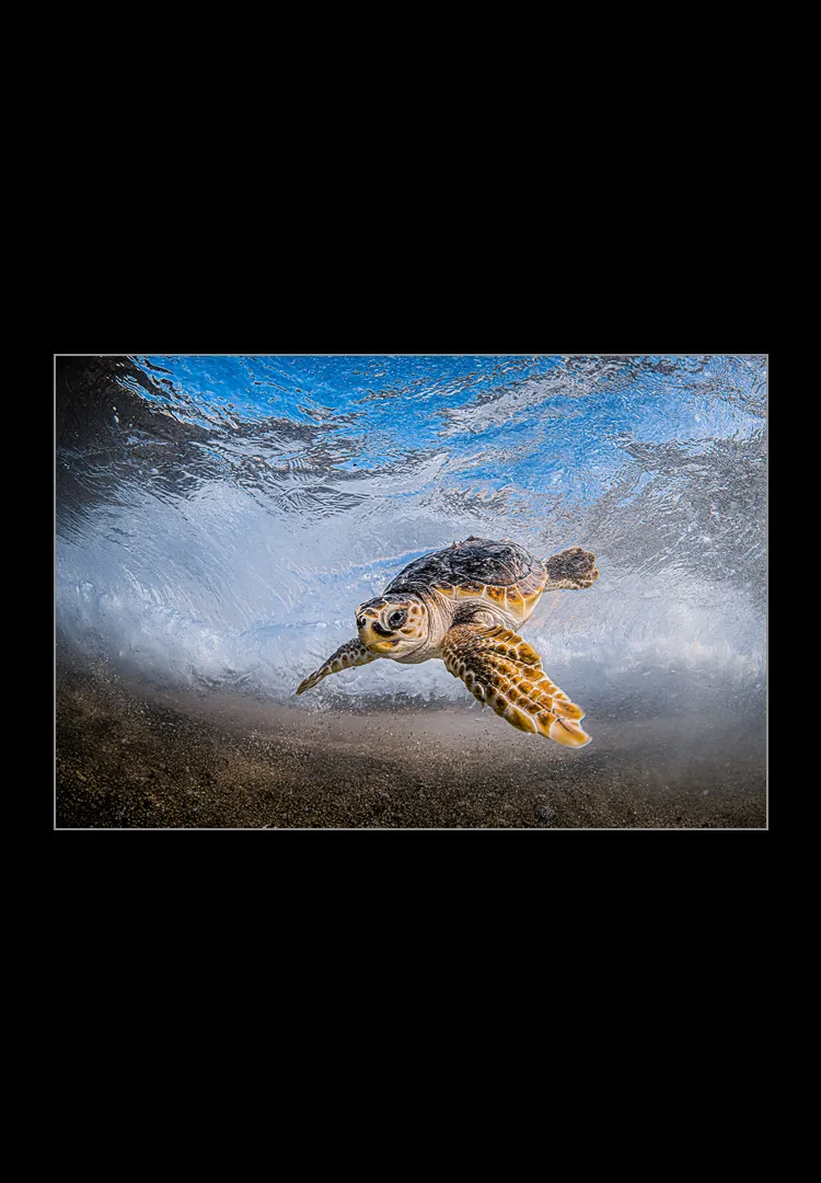 Mediterranean-hope.webp Mediterranean hope - Imagen 1