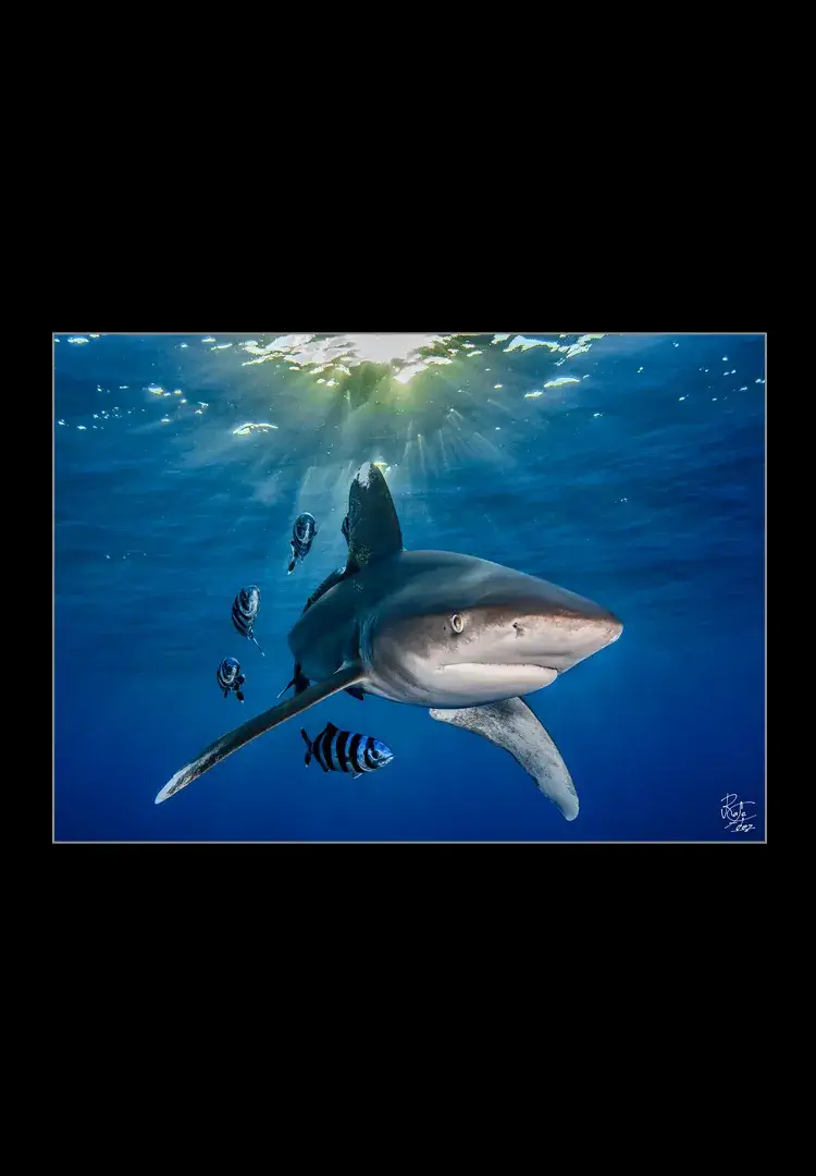 Oceanic-White-tip.webp Oceanic White Tip - Imagen 1