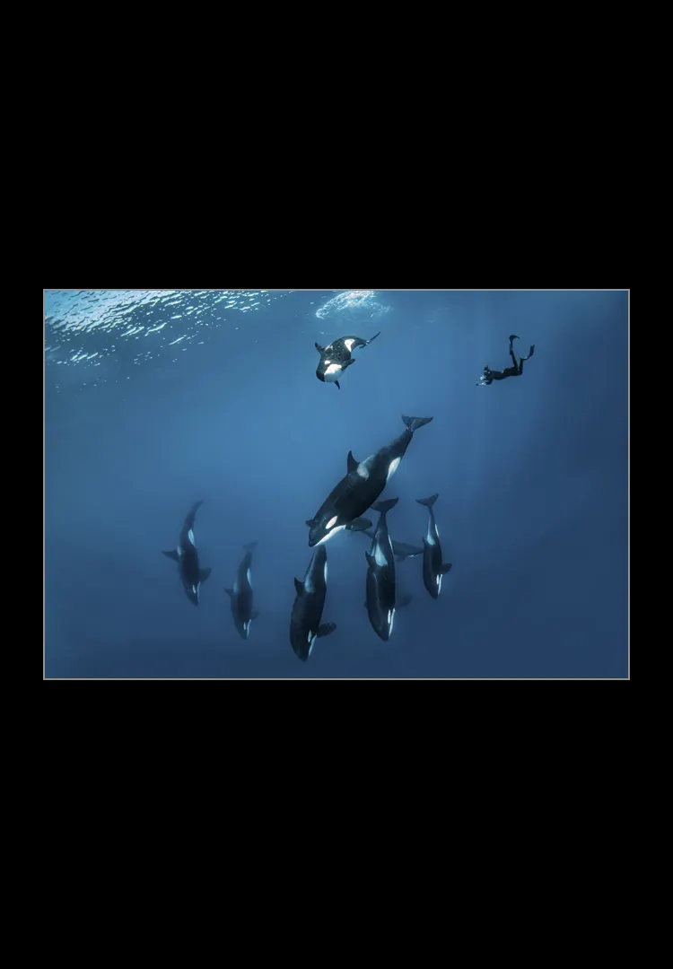 Orca-Madness.webp Orca madness - Imagen 1