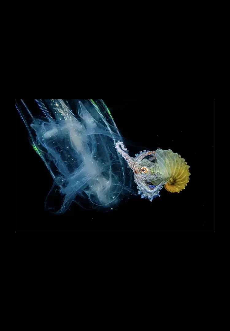 Paper-Nautilus.webp Paper Nautilus - Imagen 1