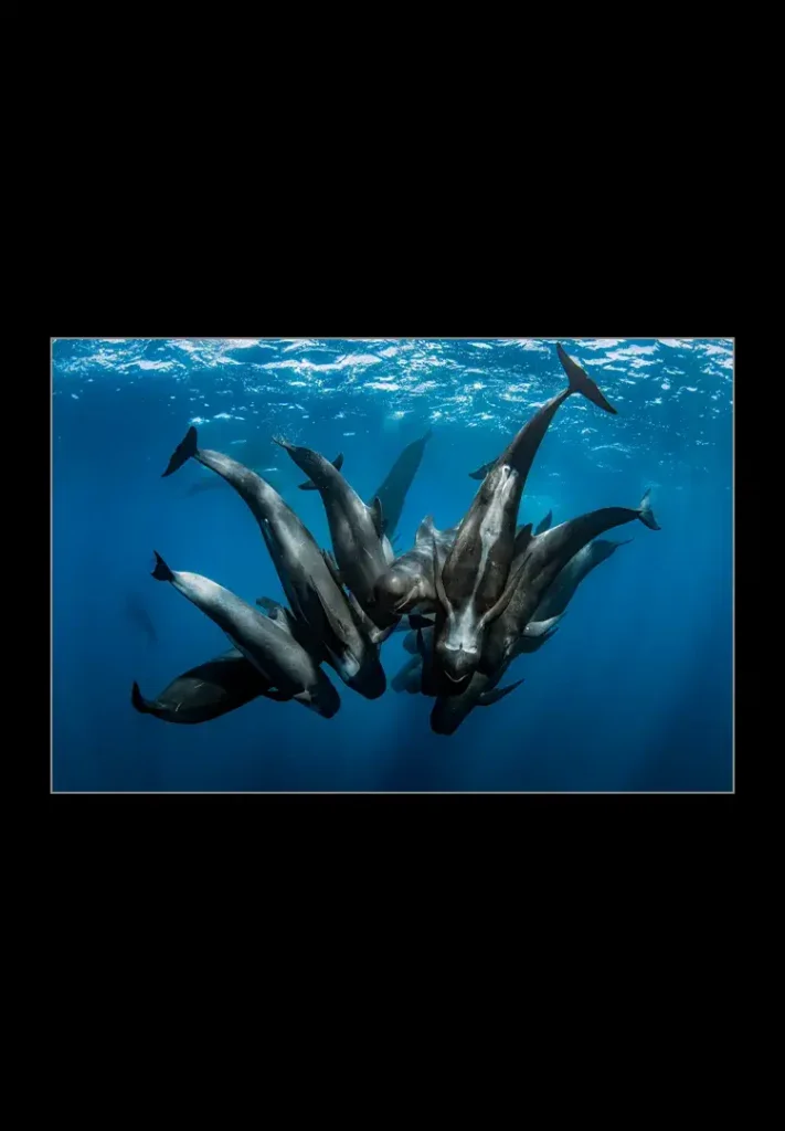 Pilot Whales Meeting