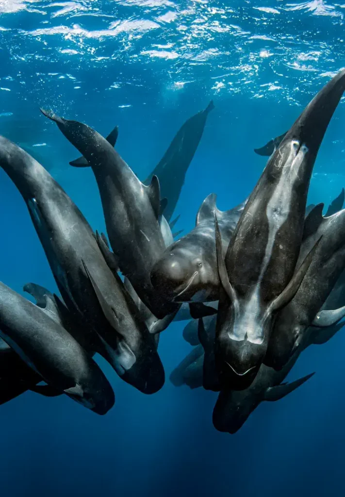 Pilot Whales Meeting Ampliada