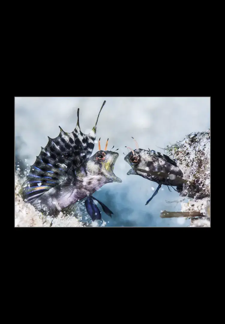 The-Fight.webp The fight - Imagen 1