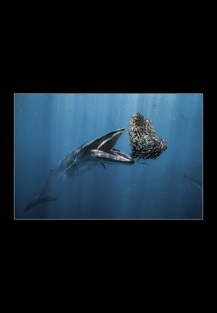 The-Last-Bite.webp The last bite<br>Ocean photographer of the year 2024 - Imagen 1