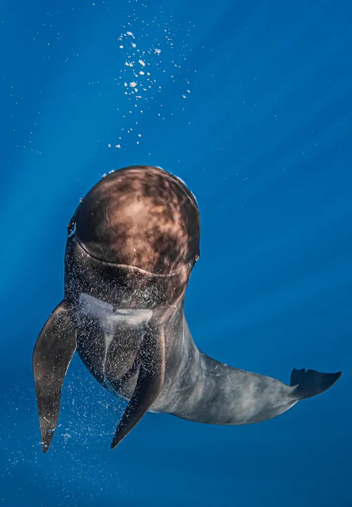 look of a pilot whale ampliada
