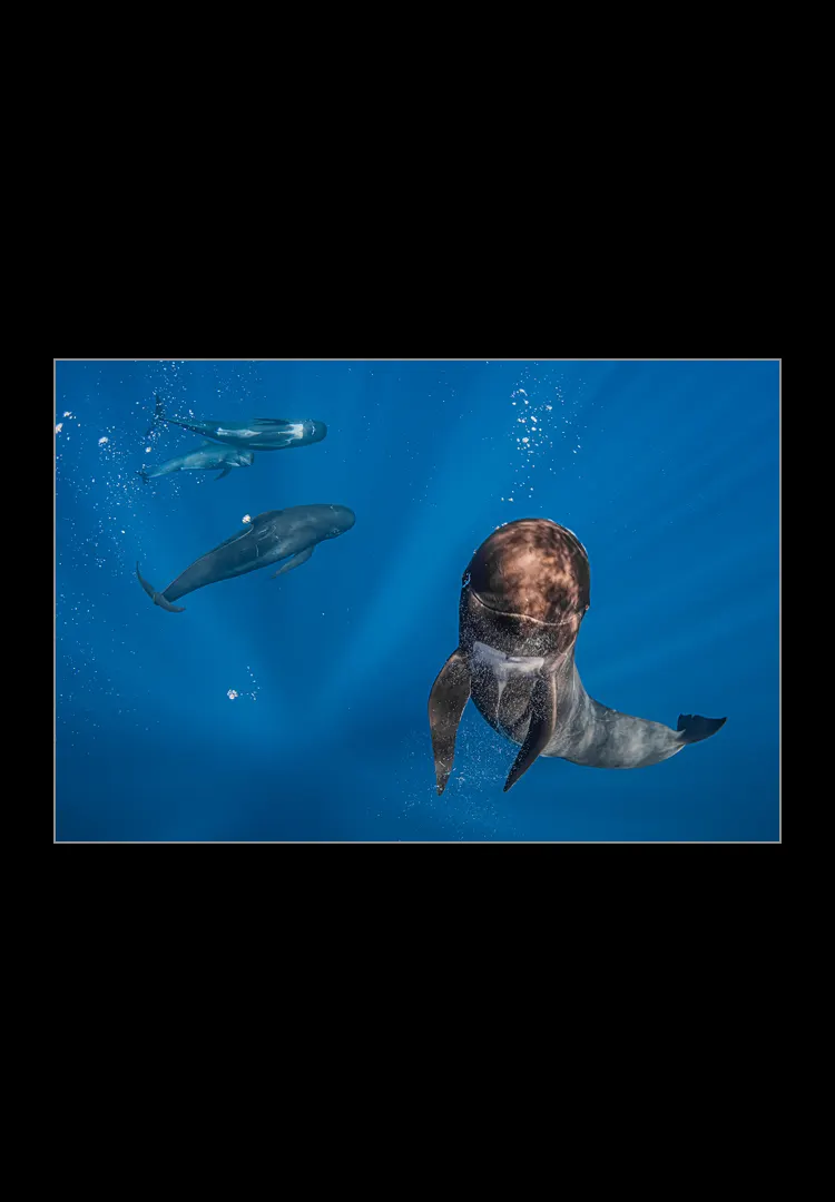 look of a pilot whale