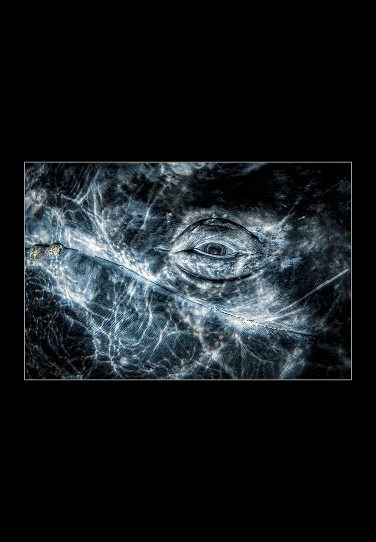 The-Whale-Look.webp The whale look<br>Portrait winner UPY 2024 - Imagen 1