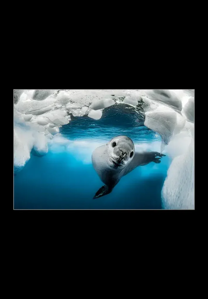 The Predator of Antartica
