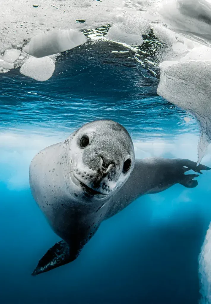 The Predator of Antartica Ampliada