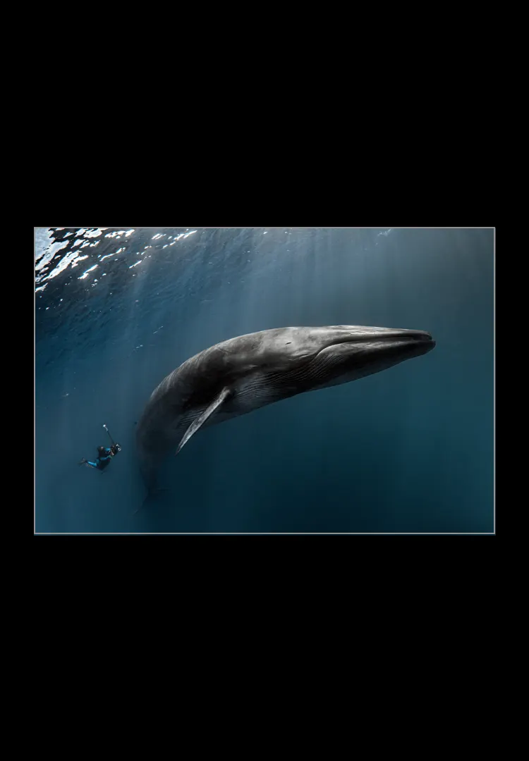 Dancing-With-Giants.webp Dancing with giants - Imagen 1