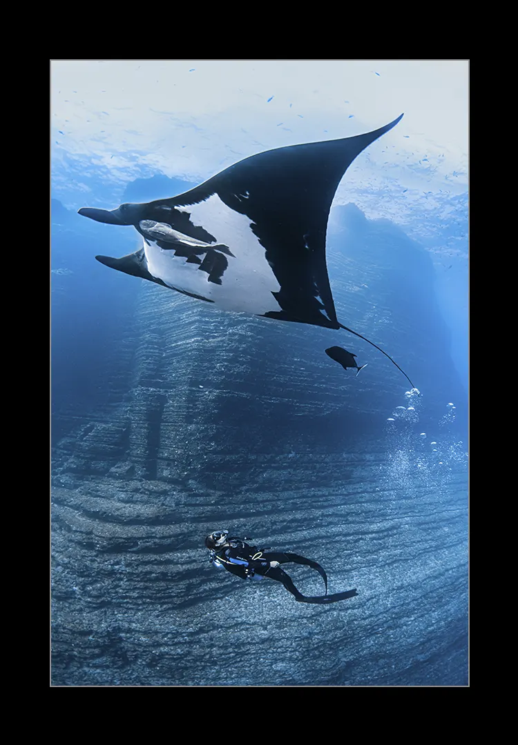 Giant-Manta.webp Giant manta - Imagen 1
