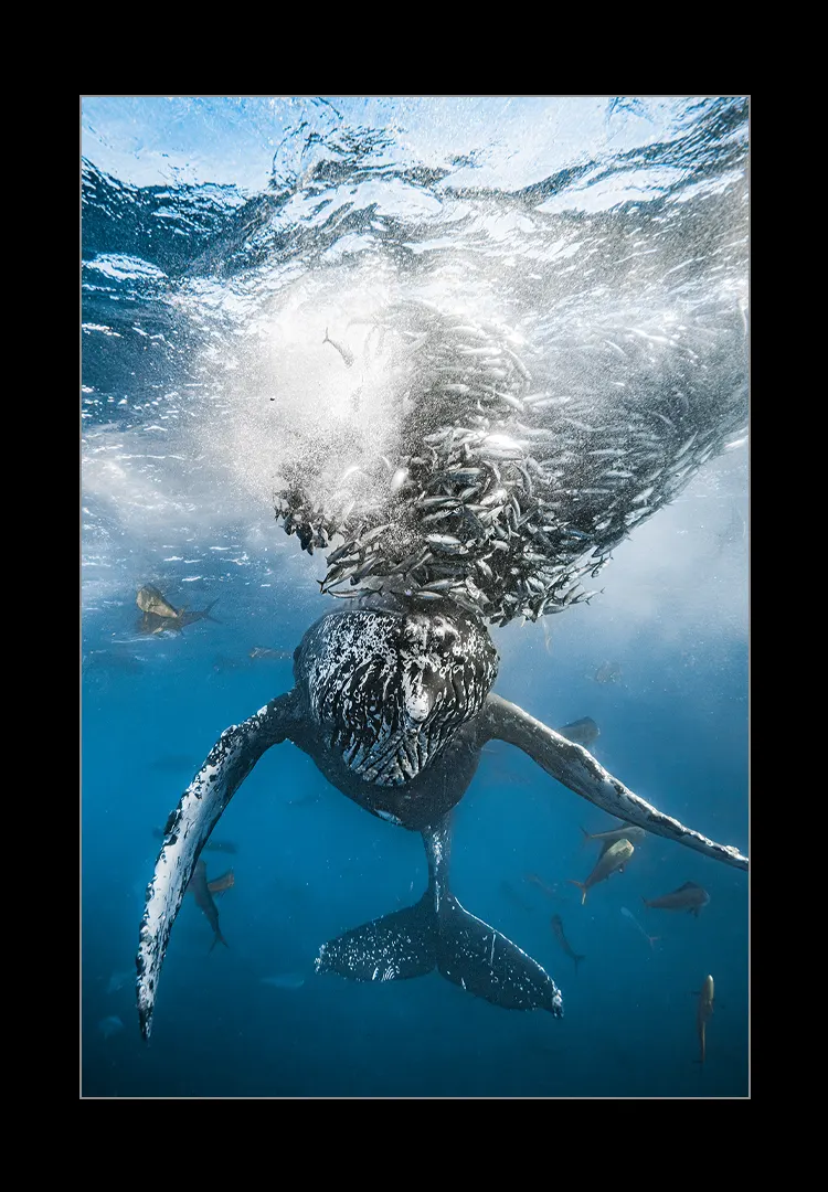 Hump-Backwhale-Feast.webp Hump backwhale feast - Imagen 1