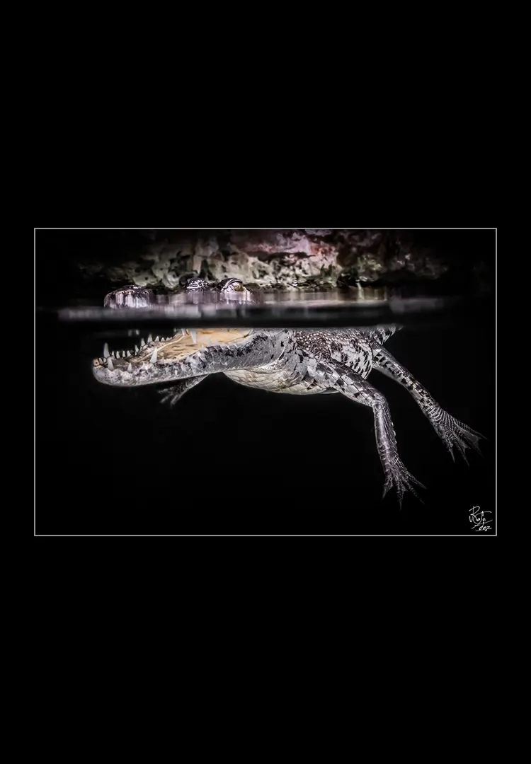 Living-Dinosaours.webp Living dinosaur - Imagen 1