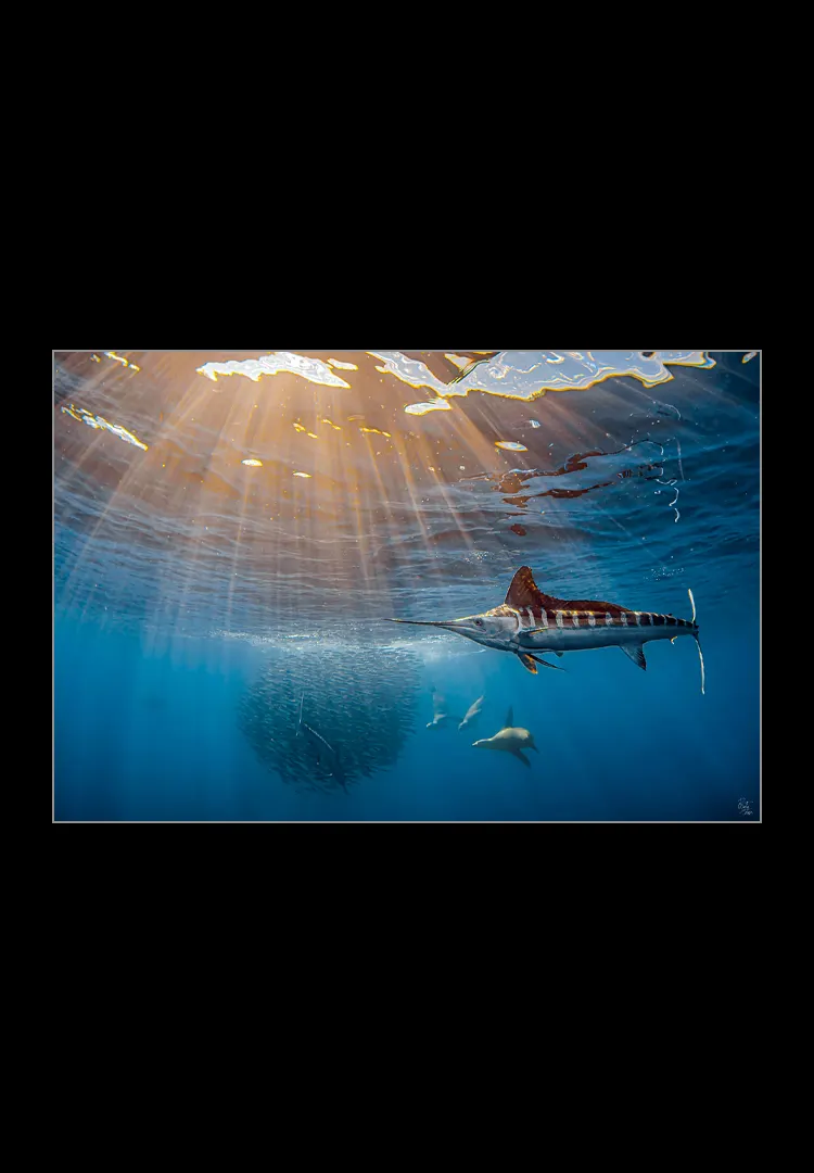 Marlin-Sunsets.webp Marlin sunsets - Imagen 1