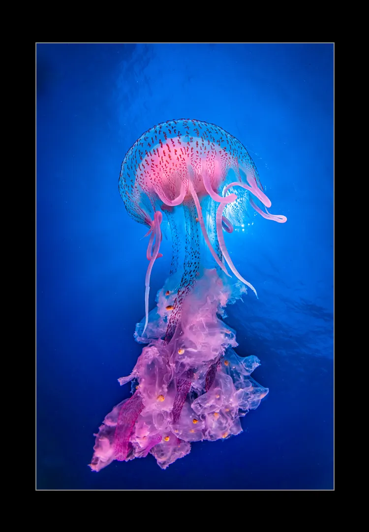 Mediterranean-Jellyfish.webp Mediterranean jellyfish - Imagen 1