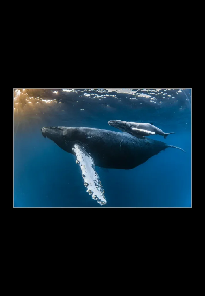 Mom and Calf