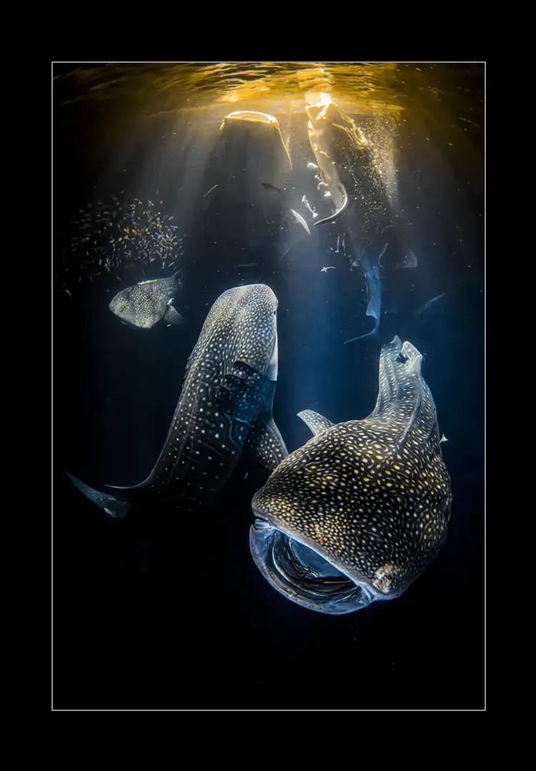 Night-Of-Giants.webp Night of giants<br>UPY winner 2022 - Imagen 1