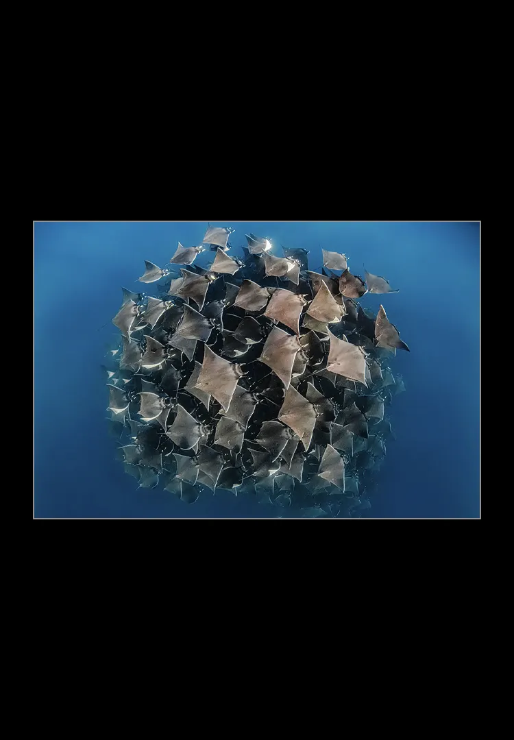 Planet-Of-Mobulas.webp Planet of mobulas - Imagen 1