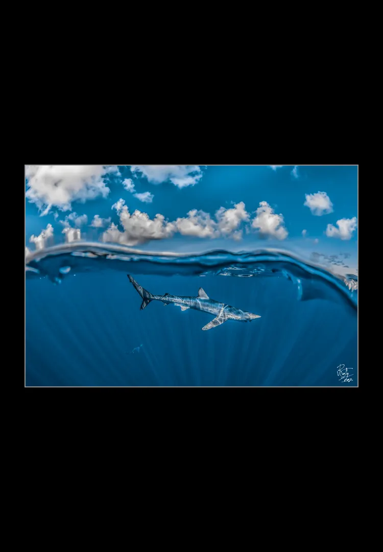 Shark-And-Sky.webp Shark and sky - Imagen 1