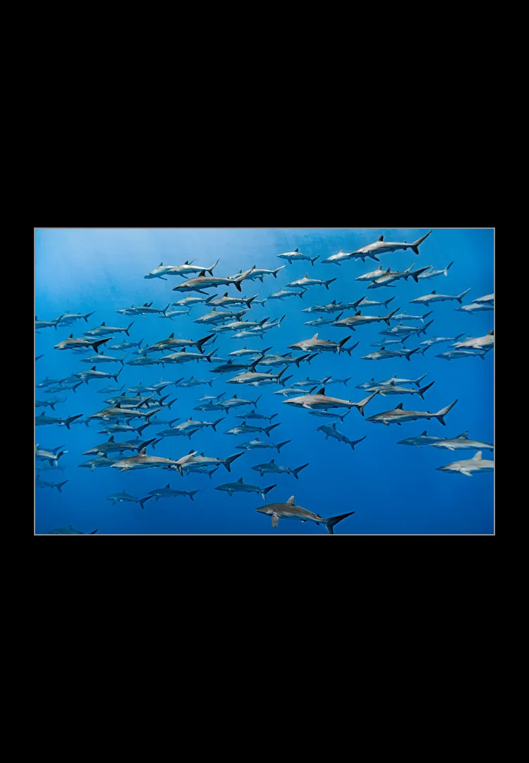 Shark-Madness.webp Shark madness - Imagen 1