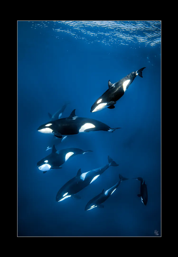 The-Pod.webp The pod - Imagen 1