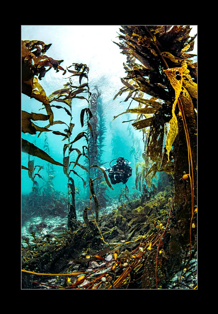 The-kelp-of-the-end-of-the-world.webp The kelp of the end of the world - Imagen 1