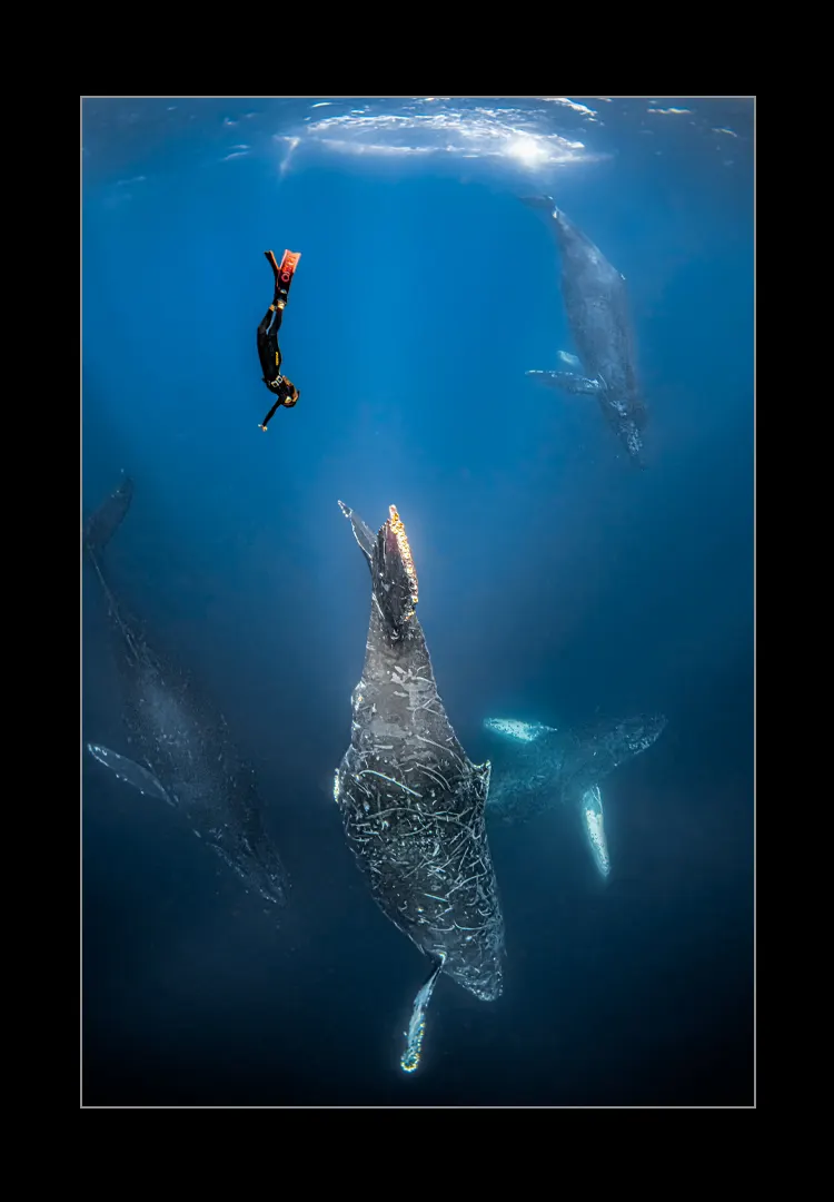 Whale-World.webp Whale world - Imagen 1